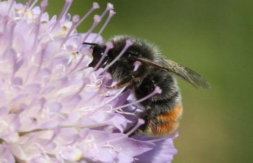 Réf. 297 325 : Bombus sp.